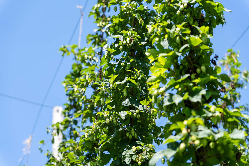Hops Feature: Chinook