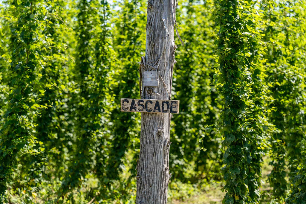 Hops Feature: Cascade