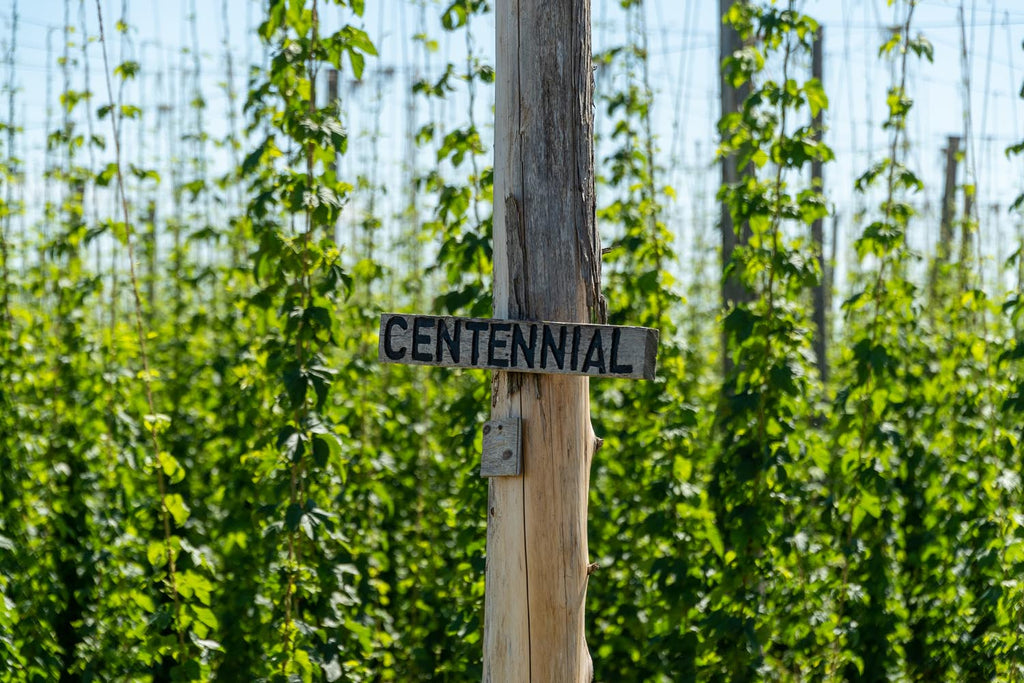 Hops Feature: Centennial